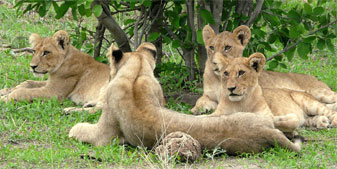 Lion cubs along the Khwai River