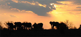Elephants at the Chobe River