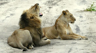 Lions at Central Kalahari Game Reserve
