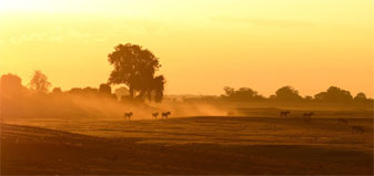 Zebras at sunset at the Chobe River