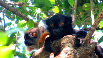Female and male Black Lemur, Nosy Komba