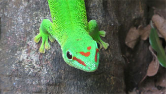 Giant Day Gecko, Ankárana Special Reserve