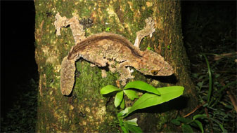 Leaf-tailed Gecko, Montagne d'Ambre National Park