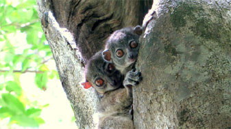 Sportive Lemurs, mother & child, Ankárana Special Reserve