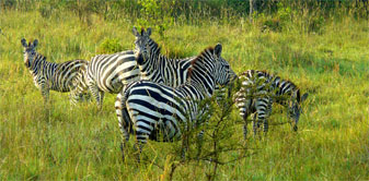 Zebras at Lake Mburo National Park